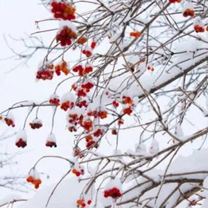关于雪的诗句有哪些 描写雪的优美句子精选