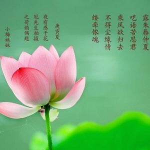 描写花的诗句大全