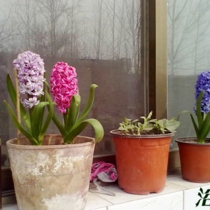 风信子一年开几次花