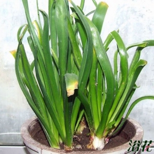 风信子开花后怎么处理