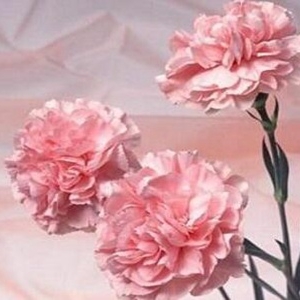 38妇女节送什么花?根据关系来送