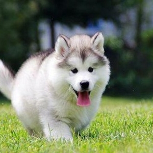 常见宠物狗品种大全 世界名犬中竟有蠢狗混入