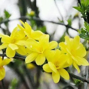 春天的花介绍 再不会被绚丽的色彩迷花了眼
