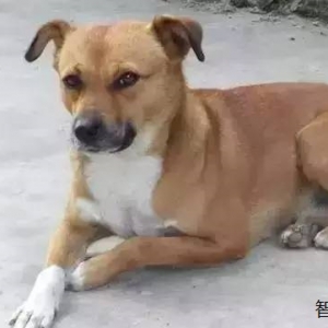 十大忠诚的狗排名,这几种狗值得你来养。