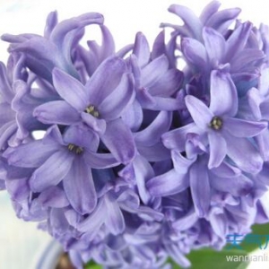 风信子的花语和寓意是什么