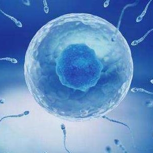 人体最大的细胞是什么 卵细胞直径长达200微米