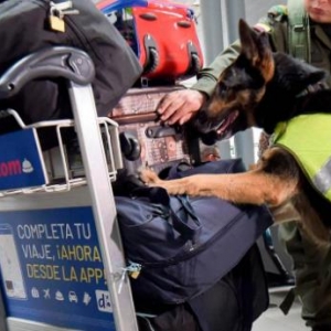 不是笑话是真事，贩毒集团悬赏48万捉这条警犬
