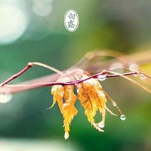 白露时节打动人心的暖心话，在白露那天对自己喜欢的人说句温馨的话 ...