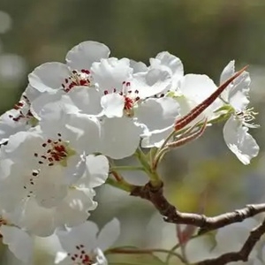 一树梨花压海棠是什么意思？指代古代老夫少妻