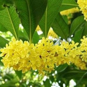 闻到桂花香的心情说说，适合赏花时发的朋友圈句子