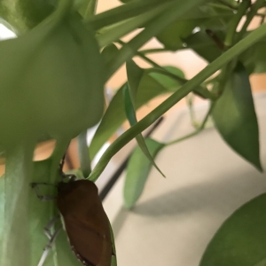 臭屁虫竟然能吃？椿象是害虫还是益虫有毒吗