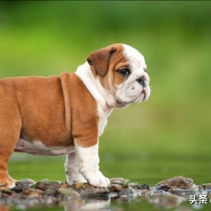 世界上最可爱的狗十大排名 斗牛犬上榜