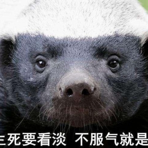 平头哥是什么动物图片 蜜獾为什么不怕被蛇毒咬