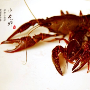 清道夫鱼为什么不能吃 谁是它的天敌
