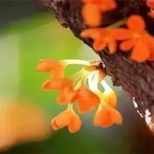 形容桂花香扑鼻的诗句 8首关于桂花的古诗分享