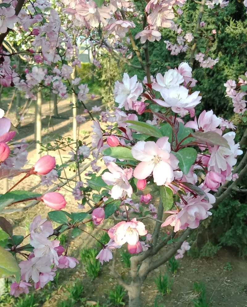 描写春天诗词_关于春天的诗词歌赋_描写春天景色的诗词