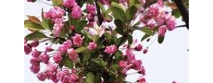 樱花朋友圈文字短句,家门口的樱花开得漂亮语句说说？
