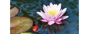 水莲花的句子,水莲花唯美句子？
