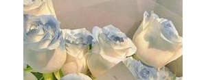 玫瑰爱情短句唯美句子,关于玫瑰的浪漫文案写给对象？