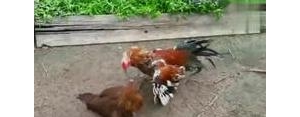 鸡打败困难的句子,公鸡打架输了的句子？