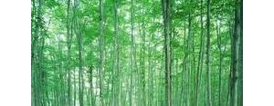 小树苗笔直的句子,形容小树笔直的句子？