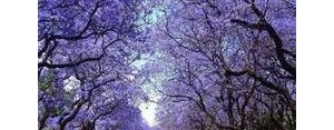 描写蓝花楹的句子适合发朋友圈,蓝花楹发朋友圈的句子？