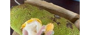 介绍菠萝蜜的句子,关于菠萝蜜的句子？