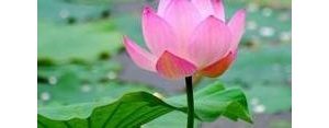 形容莲的句子是,写莲花的句子？