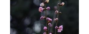 寒冷的冬季梅花写个句子,寒冷的冬季梅花补充句子？