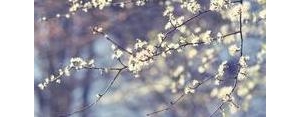 赞美花开的盛开的句子,形容花开得很美的句子？