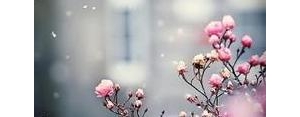 花的悲伤句子,关于花伤感的句子？