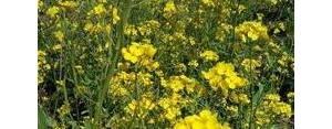 陪你走进春天的句子油菜花,抖音上很火的油菜花文案？