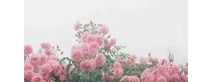 清新内涵的句子,有没有类似“心有猛虎，细嗅蔷薇”这样清新文艺有含义的句子？ ...