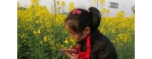 赏油菜花的心情短句,看油菜花的心情说说？