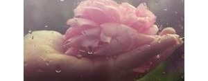 形容花和人的唯美句子,人花相映的唯美句子？