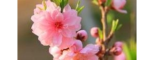 朋友圈嗮花草的句子,一花一草发朋友圈句子？