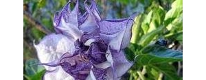 描写曼陀罗花的句子,形容曼陀罗又香又美的句子有哪些_？