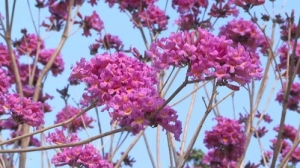 紫花风铃的赞美句子,描写紫风铃花姿态的句子？