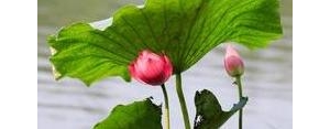 荷花荷叶描写的句子,荷花与荷叶和谐相映成趣的描写？