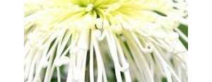 描写菊花唯美的句子短句,赞美菊花的句子唯美短句？