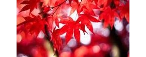 写红叶的句子,写红叶的优美句子？