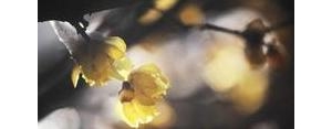 赞美花开气味的句子,花的芳香的句子？