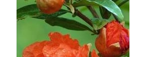 描写石榴成熟的句子,描写石榴成熟的样子的句子？