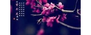 描写紫荆树的短句,紫荆花落满地唯美句子？