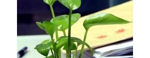 形容绿萝的句子,形容绿萝茂亭亭玉立的句子？