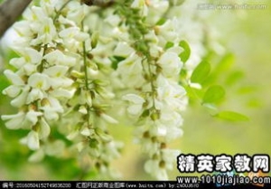 写合欢花的优美句子,赞美合欢花的句子？