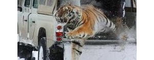 描写猛兽的句子,形容猛兽出笼的句子？