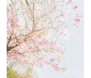 公园樱花开放的句子,公园樱花句子？