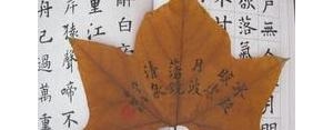 带树叶的短句子,写树叶的优美语句？