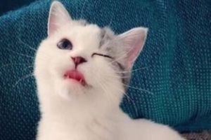 关于猫的伤感句子,描写猫的伤感句子？